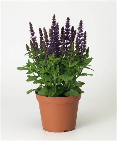 Photo de variété de fleurs à utiliser comme: Pot et Plante à massif Salvia x superba Merleau® Blue compact