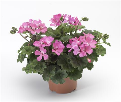 Photo de variété de fleurs à utiliser comme: Patio, pot Pelargonium hybrid Dark Caliente® Pink