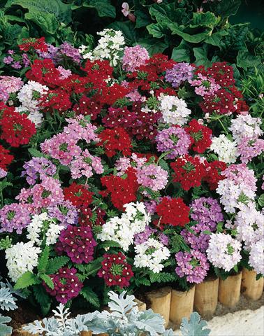 Photo de variété de fleurs à utiliser comme: Pot, patio, Suspension Verbena hybrida Obsession® Formula Mix