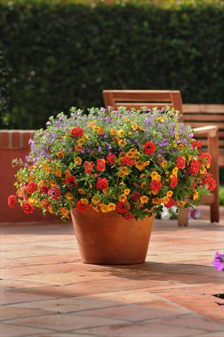 Photo de variété de fleurs à utiliser comme: Pot, patio, Suspension 3 Combo Trixi® Ayers Rock