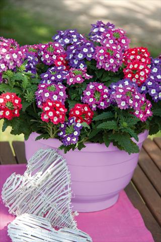 Photo de variété de fleurs à utiliser comme: Pot, patio, Suspension 3 Combo Trixi® Big Eye