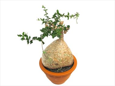 Photo de variété de fleurs à utiliser comme: Pot Cactus Caudex fockea edulus