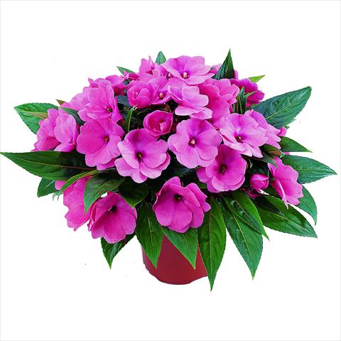 Photo de variété de fleurs à utiliser comme: Pot et Plante à massif Impatiens N. Guinea RED FOX Sweetie Pink