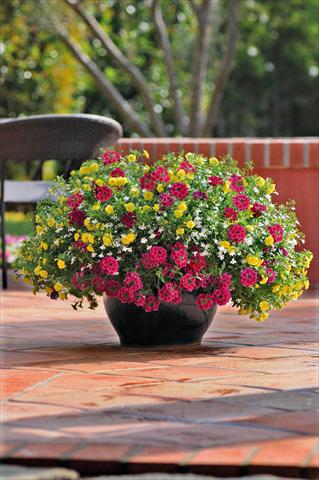 Photo de variété de fleurs à utiliser comme: Pot, patio, Suspension 3 Combo Trixi® Double Delight