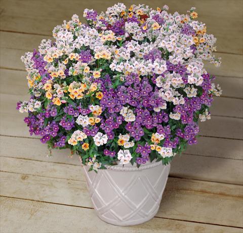 Photo de variété de fleurs à utiliser comme: Pot, patio, Suspension 3 Combo Trixi® Fairy Tale