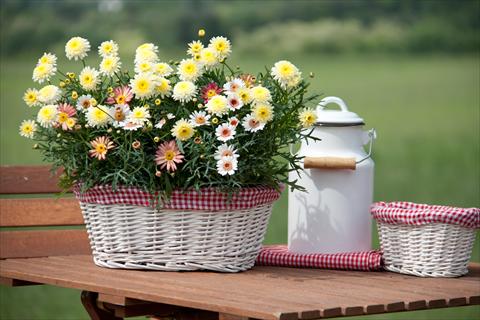 Photo de variété de fleurs à utiliser comme: Patio, pot 3 Combo Trixi® Summer Field