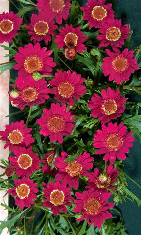 Photo de variété de fleurs à utiliser comme: Pot, Plante à massif, patio Argyranthemum LaRita® Dark Pink