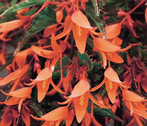 Photo de variété de fleurs à utiliser comme: Plante à massif, pot ou Suspension Begonia Bonfire