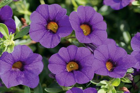 Photo de variété de fleurs à utiliser comme: Pot, patio, Suspension Calibrachoa MiniFamous® Compact Blue