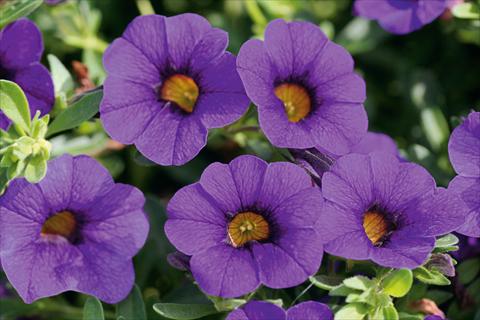 Photo de variété de fleurs à utiliser comme: Pot, patio, Suspension Calibrachoa MiniFamous® Compact Dark Blue