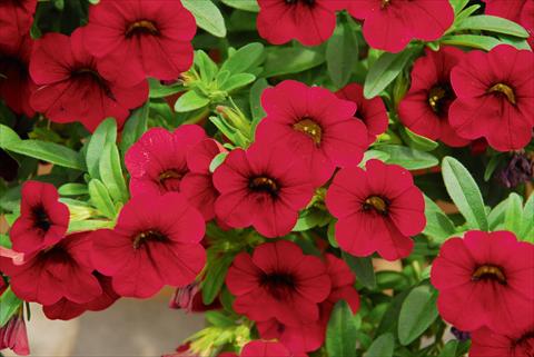 Photo de variété de fleurs à utiliser comme: Pot, patio, Suspension Calibrachoa MiniFamous® Compact Dark Red