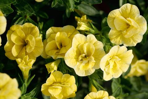 Photo de variété de fleurs à utiliser comme: Pot, patio, Suspension Calibrachoa MiniFamous® Double Lemon