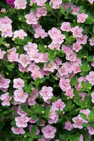 Photo de variété de fleurs à utiliser comme: Pot, patio, Suspension Calibrachoa MiniFamous® Double Pink Blush evol