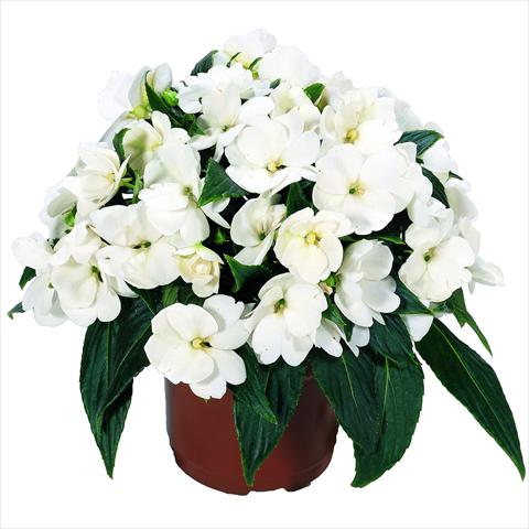 Photo de variété de fleurs à utiliser comme: Pot et Plante à massif Impatiens N. Guinea RED FOX Sweetie White