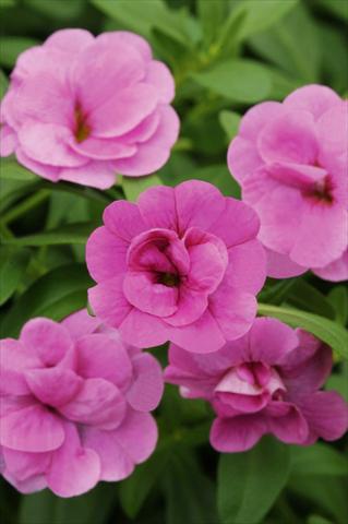 Photo de variété de fleurs à utiliser comme: Pot, patio, Suspension Calibrachoa MiniFamous® Double Pink
