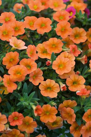 Photo de variété de fleurs à utiliser comme: Pot, patio, Suspension Calibrachoa MiniFamous® Orange evol