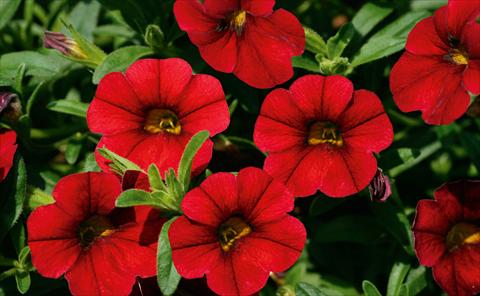 Photo de variété de fleurs à utiliser comme: Pot, patio, Suspension Calibrachoa MiniFamous® Sangria evol