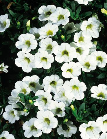 Photo de variété de fleurs à utiliser comme: Pot, patio, Suspension Calibrachoa MiniFamous® White