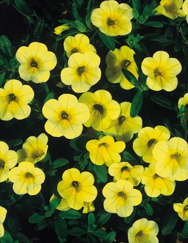 Photo de variété de fleurs à utiliser comme: Pot, patio, Suspension Calibrachoa MiniFamous® Yellow evol