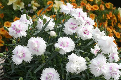 Photo de variété de fleurs à utiliser comme: Pot et Plante à massif Dianthus Diantica® White Eye