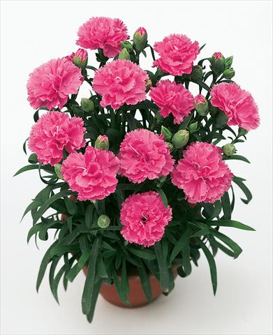 Photo de variété de fleurs à utiliser comme: Suspension / pot Dianthus caryophyllus SuperTrouper® Diogenes