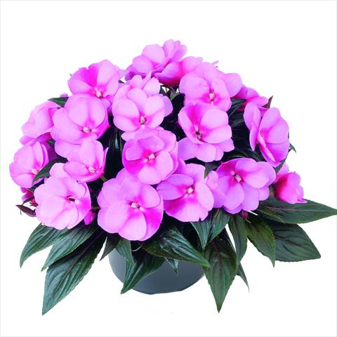 Photo de variété de fleurs à utiliser comme: Pot et Plante à massif Impatiens N. Guinea RED FOX Sweetie Blue Star