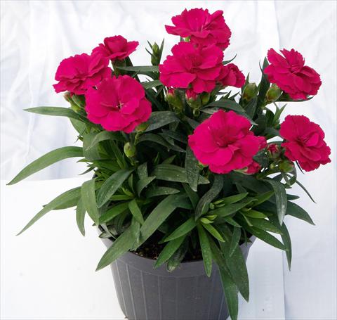 Photo de variété de fleurs à utiliser comme: Pot et Plante à massif Dianthus caryophyllus Oscar™ Cherry