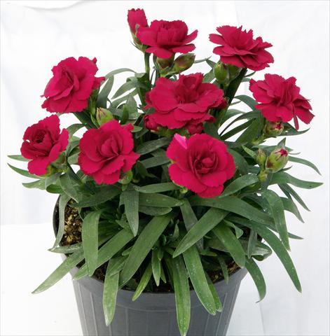 Photo de variété de fleurs à utiliser comme: Pot et Plante à massif Dianthus caryophyllus Oscar™ Dark Red