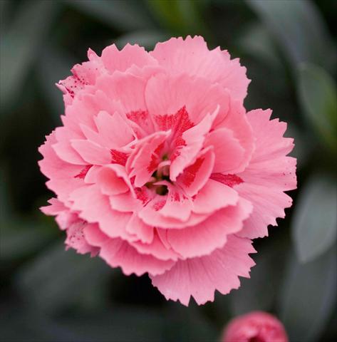 Photo de variété de fleurs à utiliser comme: Suspension / pot Dianthus caryophyllus Oscar™ Pink