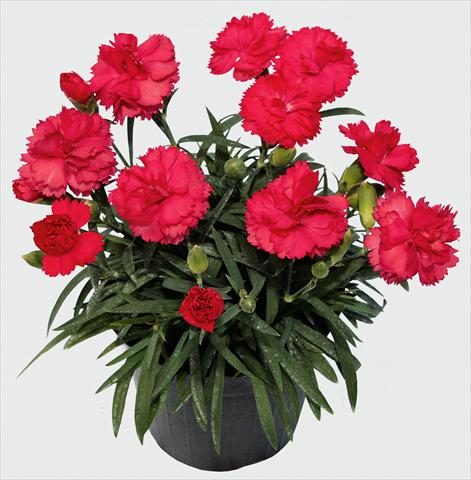 Photo de variété de fleurs à utiliser comme: Pot et Plante à massif Dianthus caryophyllus SuperTrouper® Benita
