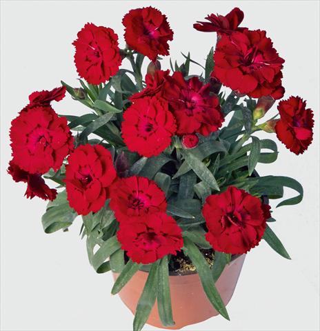 Photo de variété de fleurs à utiliser comme: Pot et Plante à massif Dianthus caryophyllus SuperTrouper® Carmen