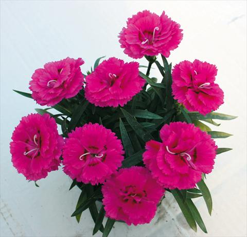 Photo de variété de fleurs à utiliser comme: Suspension / pot Dianthus caryophyllus SuperTrouper® Fuchsia