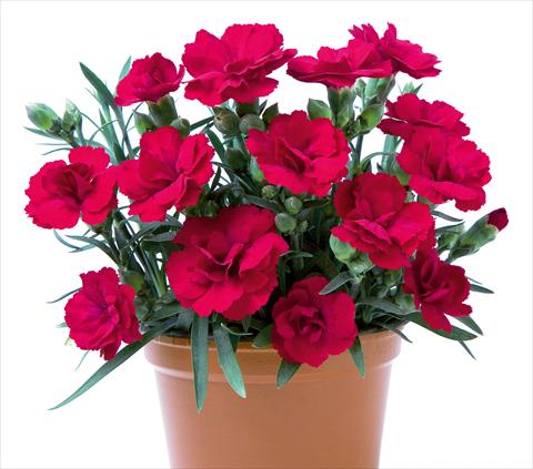 Photo de variété de fleurs à utiliser comme: Suspension / pot Dianthus caryophyllus SuperTrouper® Rubin
