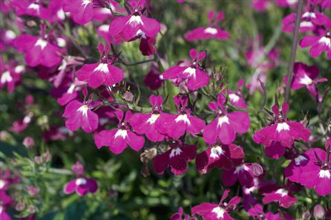 Photo de variété de fleurs à utiliser comme: Pot, patio, Suspension Lobelia Curaçao® Basket Dark Purple evol