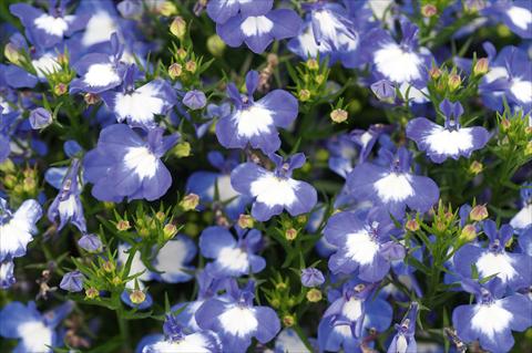 Photo de variété de fleurs à utiliser comme: Pot, patio, Suspension Lobelia Curaçao® Blue White Eye