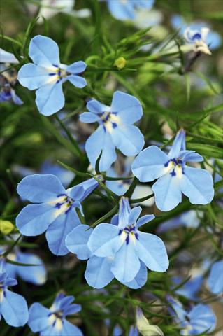 Photo de variété de fleurs à utiliser comme: Pot, Plante à massif, patio, Suspension Lobelia Curaçao® Light Blue evol