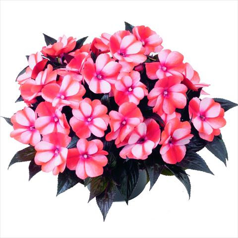 Photo de variété de fleurs à utiliser comme: Pot et Plante à massif Impatiens N. Guinea RED FOX Sweetie Red Star