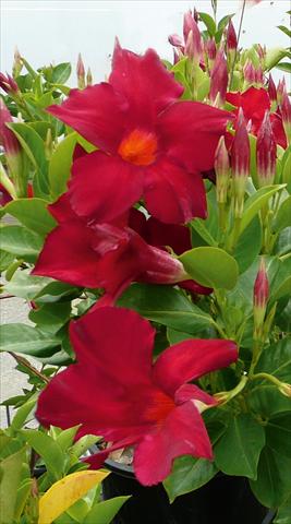 Photo de variété de fleurs à utiliser comme: Pot et Plante à massif Dipladenia (Mandevilla) Sevilla Dark Red