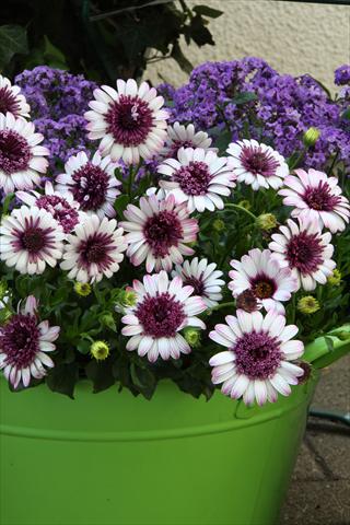 Photo de variété de fleurs à utiliser comme: Pot et Plante à massif Osteospermum FlowerPower® Double Berry White