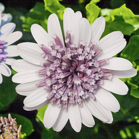 Photo de variété de fleurs à utiliser comme: Pot et Plante à massif Osteospermum FlowerPower® Double Silver