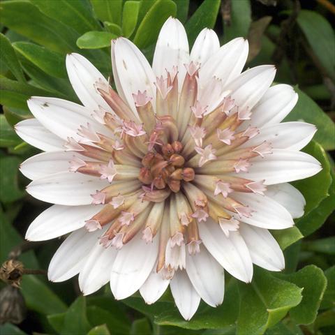 Photo de variété de fleurs à utiliser comme: Pot et Plante à massif Osteospermum FlowerPower® Double White Bronce