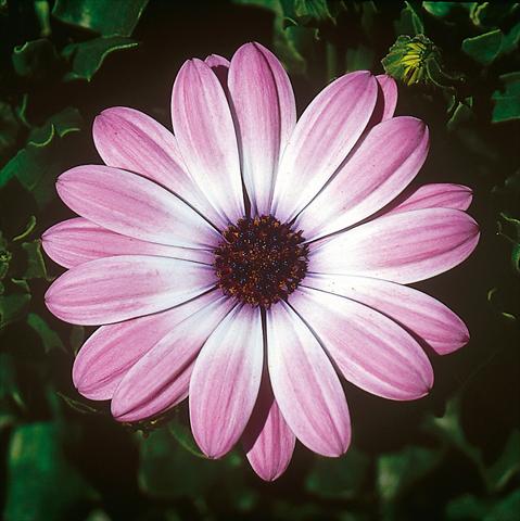 Photo de variété de fleurs à utiliser comme: Pot et Plante à massif Osteospermum FlowerPower® Light Pink