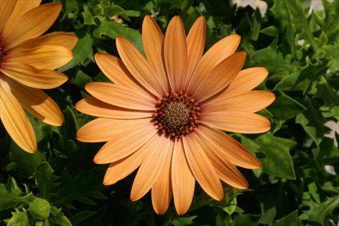 Photo de variété de fleurs à utiliser comme: Pot et Plante à massif Osteospermum FlowerPower® Orange Bronce