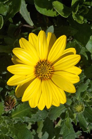 Photo de variété de fleurs à utiliser comme: Pot et Plante à massif Osteospermum FlowerPower® Yellow evol