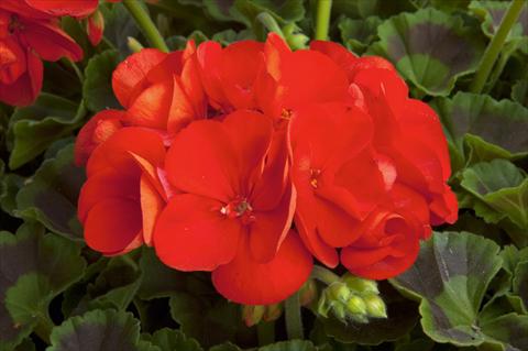 Photo de variété de fleurs à utiliser comme: Patio, pot Pelargonium zonale Sunrise® Fernando