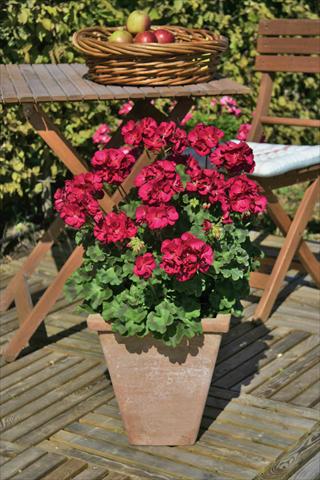 Photo de variété de fleurs à utiliser comme: Patio, pot Pelargonium zonale Sunrise® XL Evita