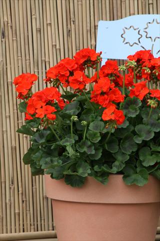 Photo de variété de fleurs à utiliser comme: Patio, pot Pelargonium zonale Sunrise® XL Roxana