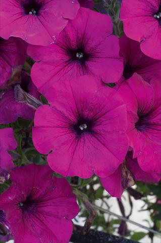 Photo de variété de fleurs à utiliser comme: Pot, patio, Suspension Petunia AlpeTunia® Dark Purple