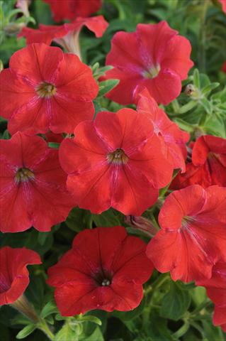 Photo de variété de fleurs à utiliser comme: Pot, patio, Suspension Petunia AlpeTunia® Red