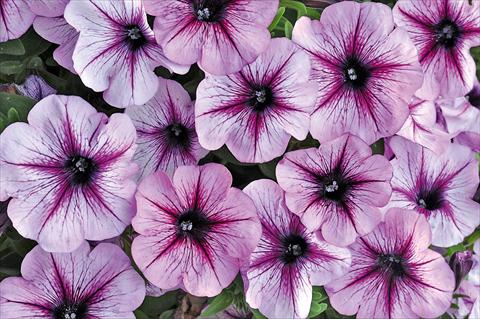 Photo de variété de fleurs à utiliser comme: Pot, patio, Suspension Petunia Bonnie Lavender Star
